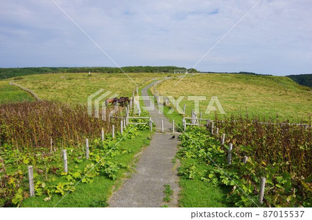 Ayamegahara, Akkeshi-cho, Hokkaido Promenade leading to Chimbeno nose 87015537