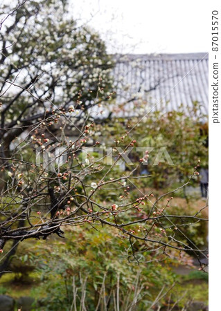 神奈川縣川崎市中原區常樂寺的梅花 神奈川縣川崎市中原區常樂寺的梅花 87015570