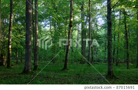 Springtime deciduous tree stand 87015691