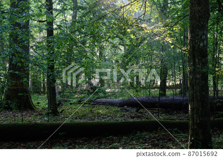 Springtime deciduous tree stand Springtime deciduous tree stand 87015692