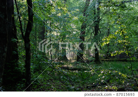 Springtime deciduous tree stand Springtime deciduous tree stand 87015693