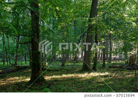Sunbeam entering rich deciduous forest Sunbeam entering rich deciduous forest 87015694