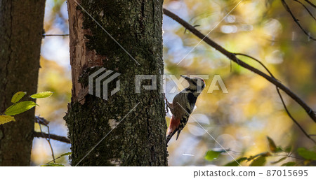 White-backed woodpecker (Dendrocopos leucotos) in fall White-backed woodpecker (Dendrocopos leucotos) in fall 87015695