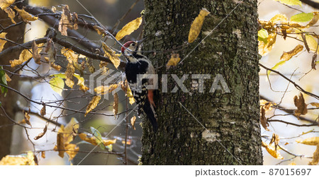 White-backed woodpecker (Dendrocopos leucotos) in fall White-backed woodpecker (Dendrocopos leucotos) in fall 87015697