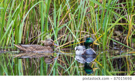 Wild Mallard((Anas platyrhynchos) couple Wild Mallard((Anas platyrhynchos) couple 87015698