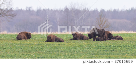 European Bison male herd resting European Bison male herd resting 87015699