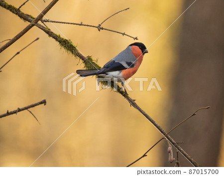 Eurasian bullfinch(Pyrrhula pyrrhula) male on branch Eurasian bullfinch(Pyrrhula pyrrhula) male on branch 87015700