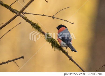Eurasian bullfinch(Pyrrhula pyrrhula) male on branch Eurasian bullfinch(Pyrrhula pyrrhula) male on branch 87015701