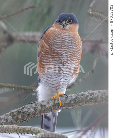 Eurasian sparrowhawk (Accipiter nisus) portrait 87015702