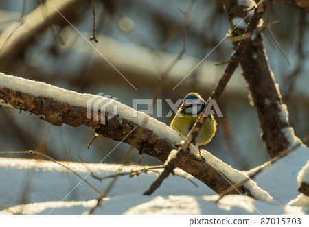 Eurasian blue tit (Cyanistes caeruleus) in winter Eurasian blue tit (Cyanistes caeruleus) in winter 87015703