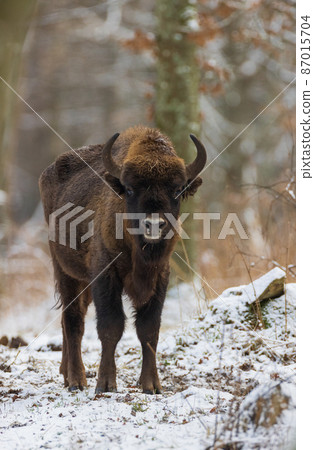 European Bison(Bison bonasus) young male European Bison(Bison bonasus) young male 87015704