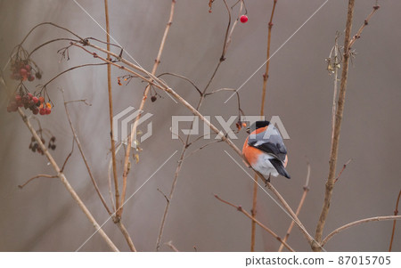 Eurasian Bullfinch(Pyrrhula pyrrhula) male on branch Eurasian Bullfinch(Pyrrhula pyrrhula) male on branch 87015705
