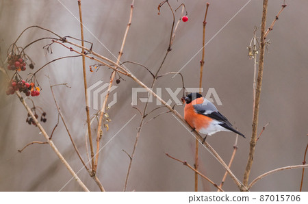 Eurasian Bullfinch(Pyrrhula pyrrhula) male on branch 87015706