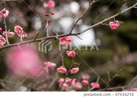 February when plum blossoms have finally begun to bloom. In the season when you feel the arrival of spring! 87016258