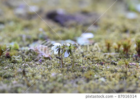 野草 野草 87016314