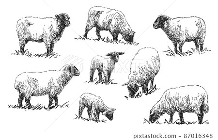 Sheep - set of farm animals illustrations Sheep - set of farm animals illustrations 87016348