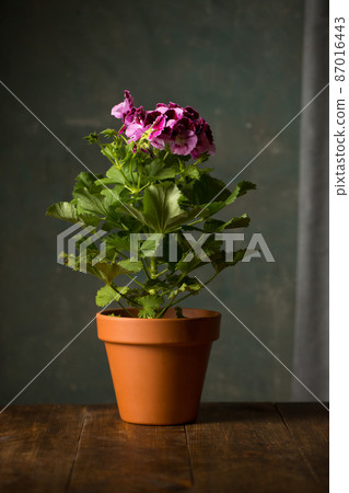 Royal pelargonium flower on a gray background 87016443