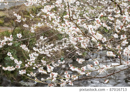 伊豆半島靜岡縣熱海市熱海梅園(梅林)的梅子 伊豆半島靜岡縣熱海市熱海梅園(梅林)的梅子 87016713