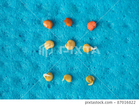Sprouting pepper seeds before planting Sprouting pepper seeds before planting 87016822