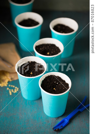 Sprouting pepper seeds Sprouting pepper seeds 87016823