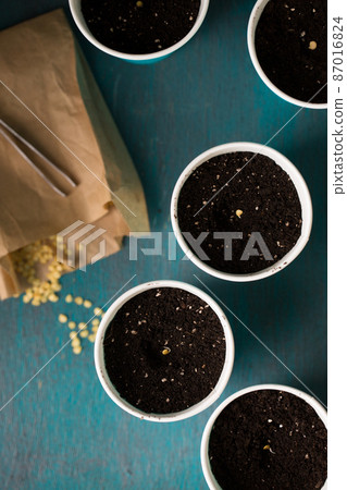 Sprouting pepper, top view Sprouting pepper, top view 87016824