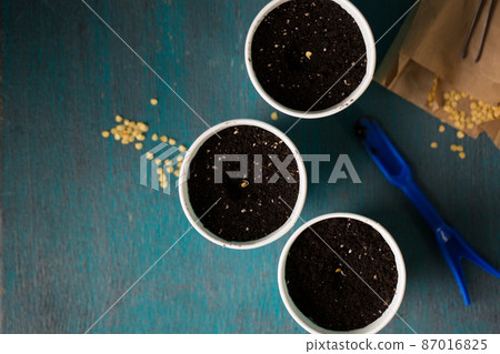Garden still life paper pots with pepper seeds , top view Garden still life paper pots with pepper seeds , top view 87016825