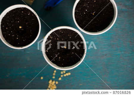 Garden still life pots with pepper seeds, top view Garden still life pots with pepper seeds, top view 87016826