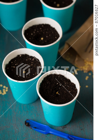 Garden still life pots with pepper seeds Garden still life pots with pepper seeds 87016827