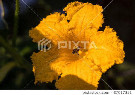 Bee on flower - Bee pollinating yellow pumpkin flower, sunny summer day Bee on flower - Bee pollinating yellow pumpkin flower, sunny summer day 87017331