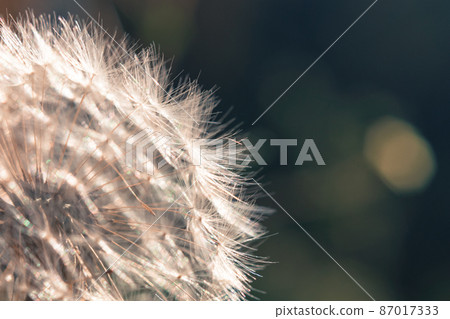 dandelion - close up view of white flower 87017333