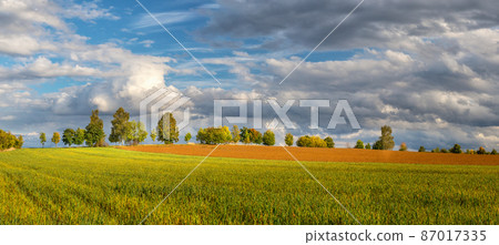 autumn countryside landscape - field and meadow, tree alley on the horizon, white clouds 87017335