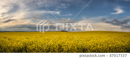 Field of rapeseed - landscape panorama with yellow rapeseed field Field of rapeseed - landscape panorama with yellow rapeseed field 87017337