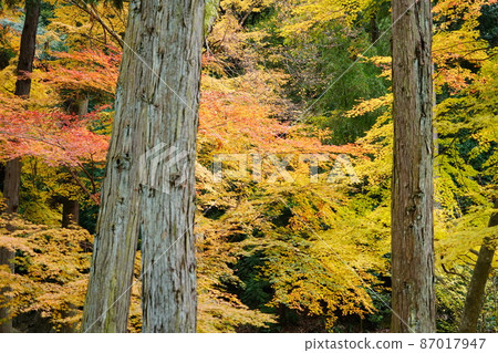 [Setouchi 33 Kannon Sacred Ground] No. 10 Autumn leaves in the precincts of Fukusho-ji Temple 2 Bizen City, Okayama Prefecture 87017947