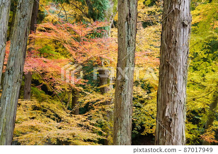 [瀨戶內33觀音聖地]岡山縣備前市福勝寺境內的10號紅葉 87017949