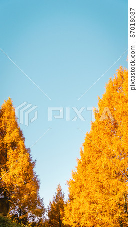 Autumn leaves Metasequoia Namiki and blue sky 87018087