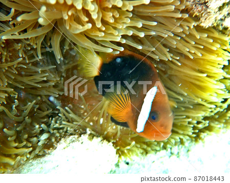 Underwater scenery of Saipan of Jean beach Underwater scenery of Saipan of Jean beach 87018443