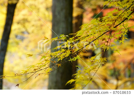 [瀨戶內33觀音聖地]岡山縣備前市10號福勝寺境內的10號紅葉 87018633