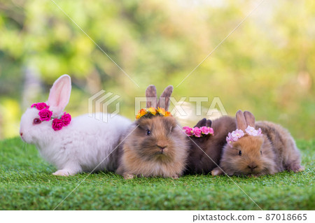 Adorable and cute new born rabbit. baby cute rabbit or new born adorable bunny. Easter Bunny. 87018665