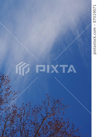 Dead trees and clouds flutter in the winter breeze Dead trees and clouds flutter in the winter breeze 87019071