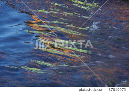 梅花藻自歸清流 梅花藻自歸清流 87019073