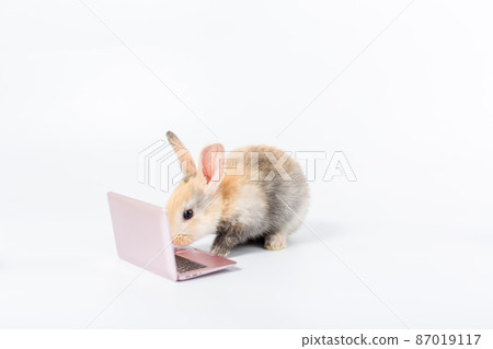 bunny with laptop. Easter animal rabbit education technology concept. bunny with laptop. Easter animal rabbit education technology concept. 87019117