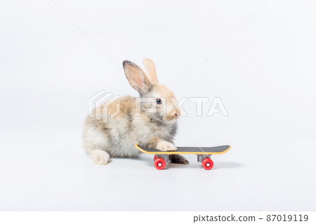 Rabbit and skate board for lovely pet. Little bunny and a skateboard on the white background. Rabbit and skate board for lovely pet. Little bunny and a skateboard on the white background. 87019119