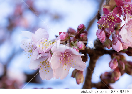 Close-up of cherry blossoms with blurred background 87019219