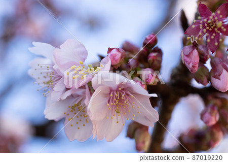 Close-up of cherry blossoms with blurred background Close-up of cherry blossoms with blurred background 87019220