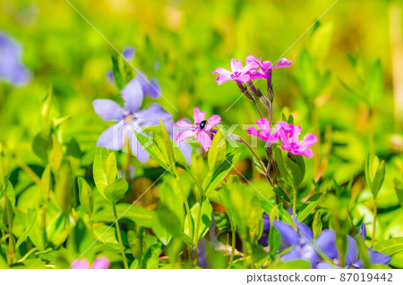 Moss phlox in Azumino picking dam [Nagano - Stock Photo