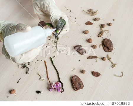 Treatment with hydrogen peroxide of rot on the roots. Cleaning of rot, resuscitation of damaged orchid plants. Home gardening, breeding of orchids. Diseases of orchids, taking care of healthy roots. 87019832