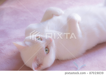 一隻白貓在玩具前露出肚子 87019839