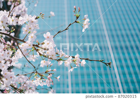 Cherry blossoms and office buildings Cherry blossoms and office buildings 87020315