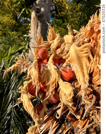 Cycads Cycads 87020316