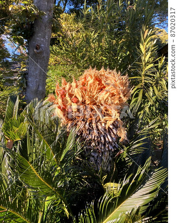 Cycads Cycads 87020317